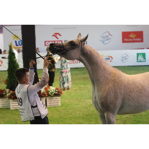 Plastron Sportowy Reklamowy Kamizelka...