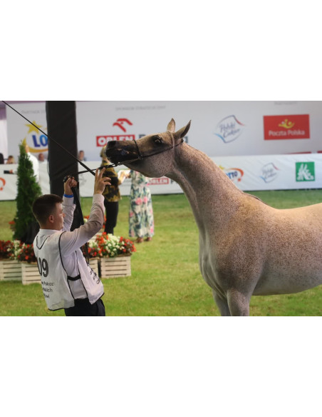 Plastron Sportowy Reklamowy Kamizelka Instruktor Wolontariusz